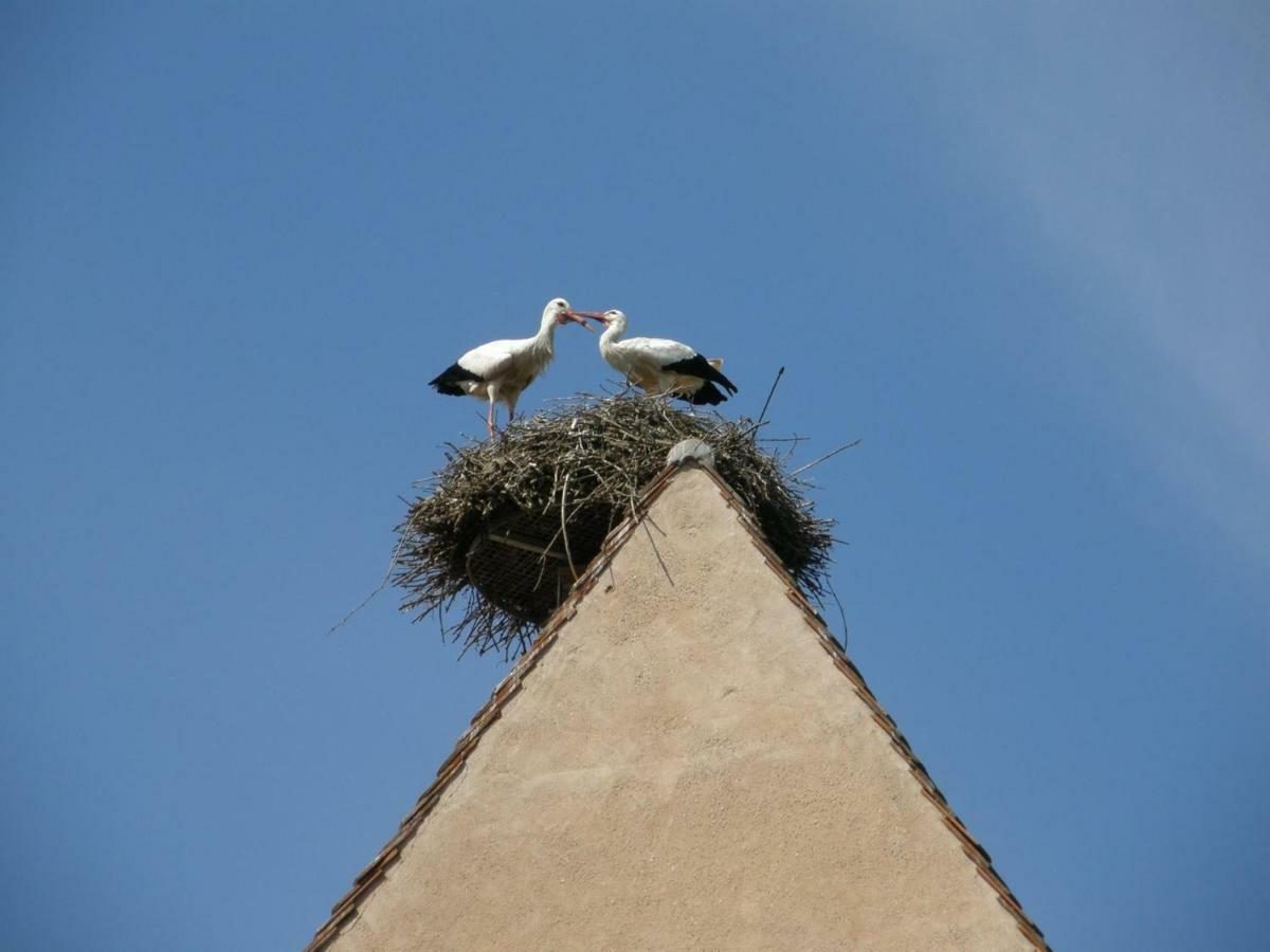 Gite Edelweiss A Eguisheim Exterior foto
